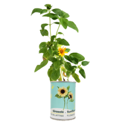 Girasole fiore sbocciato
