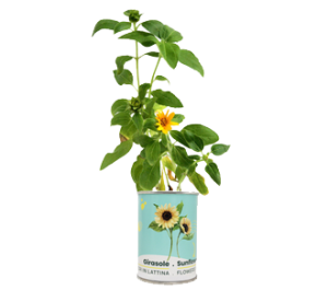 Girasole fiore sbocciato