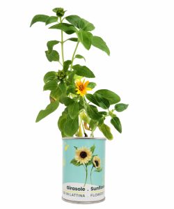 Microgiardini Girasole Sbocciato