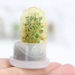 Llaveros Mini Cactus