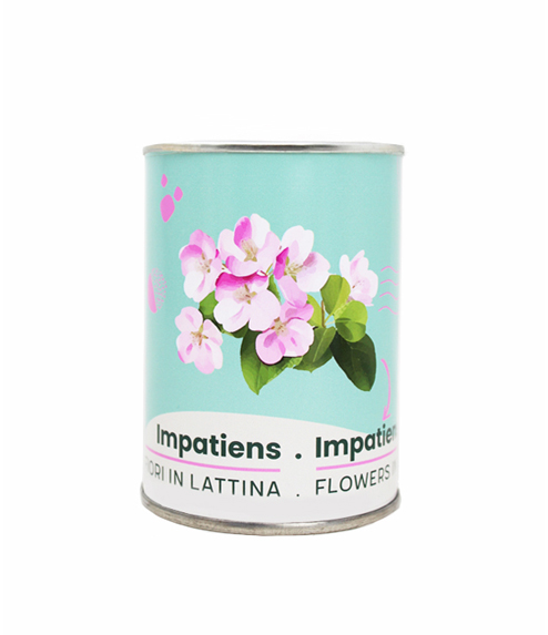 Microgiardini-Impatiens 494x573