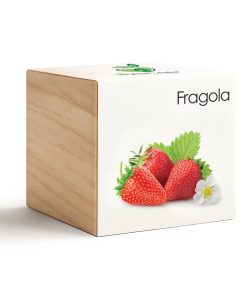 iGreen Cube Fresa