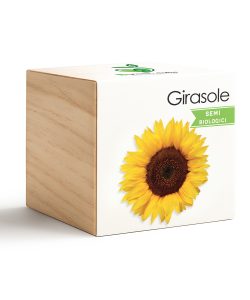 iGreen Cube Girasol Enano