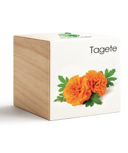 iGreen Cube Tagetes