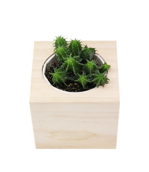 iGreen Cube, Eco Cube en Madera 7.5x7.5 cm Cactus con Embalaje estándar