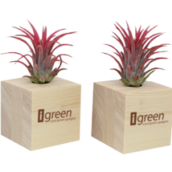 Airplant, Plantas Aéreas en Cubos de Madera, Personalizables