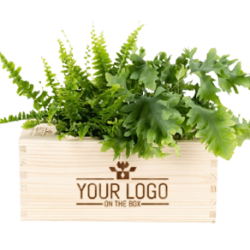 Plants in the Box