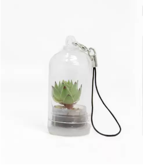 Mini Cactus suelo