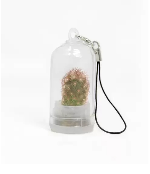 Mini Cactus rosa