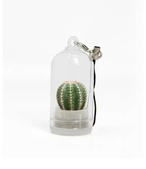 Mini Cactus espiga