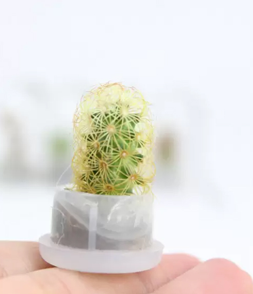 Mini cactus en mano